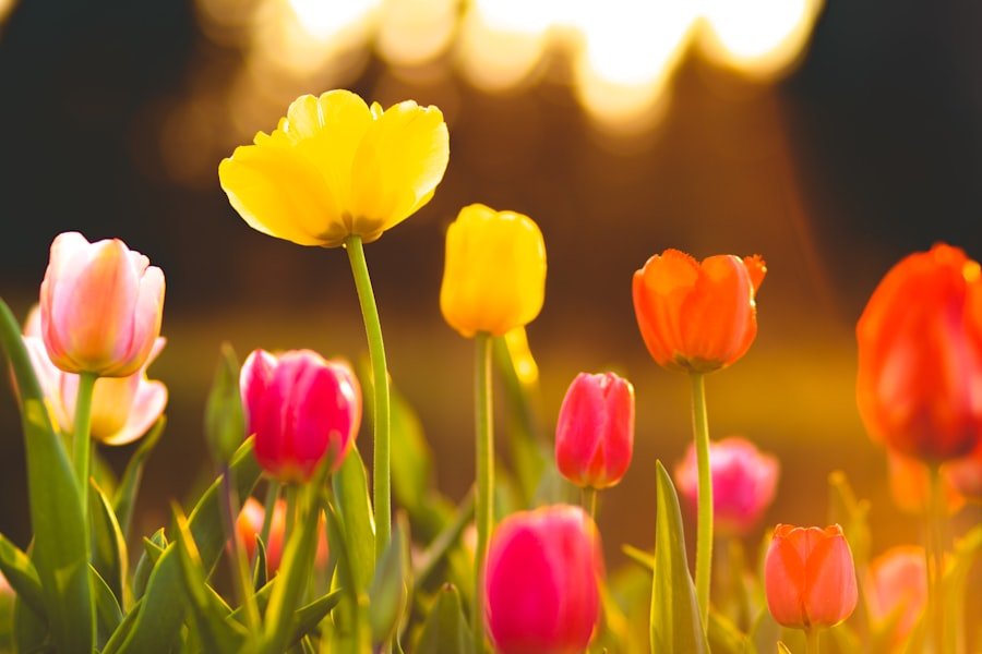 Backlit tulips at golden hour