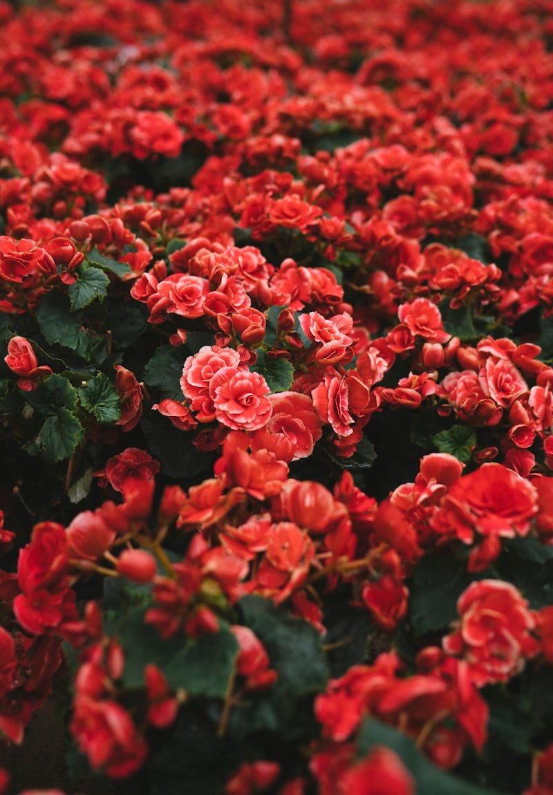 Bed of coral begonias