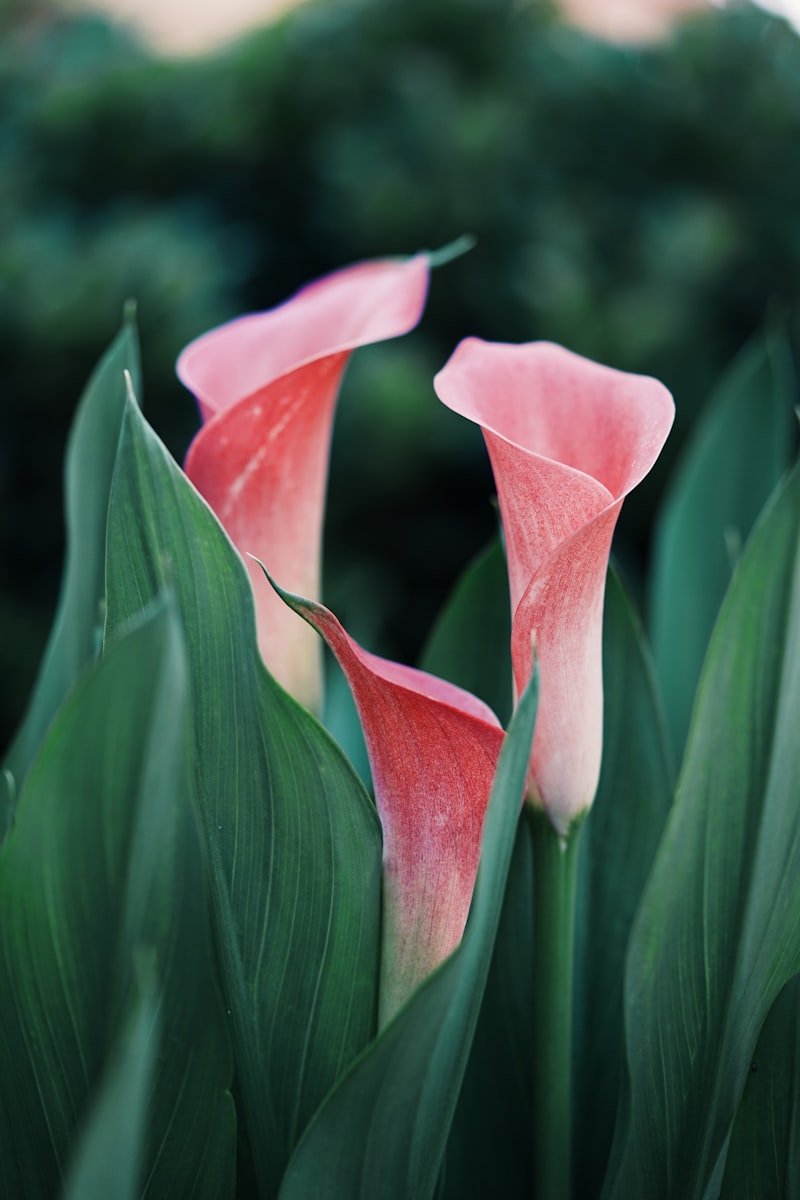 Blush calla lilies