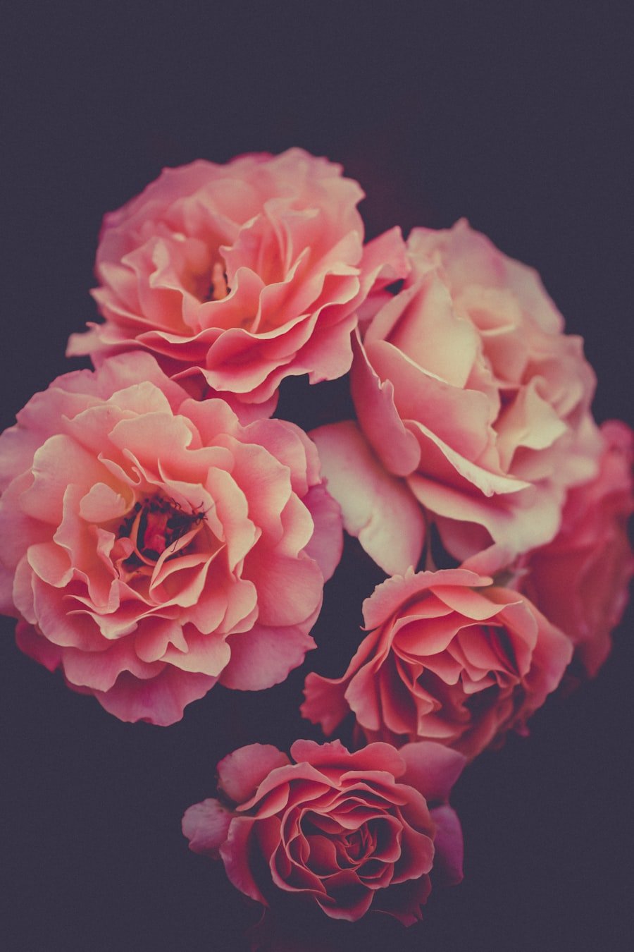 Close-up of blush garden roses