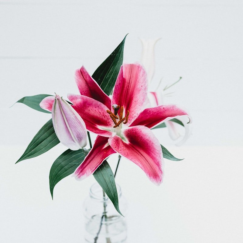 A single pink lily