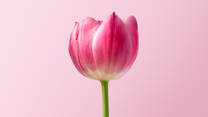 Single pink tulip